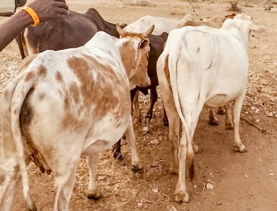 Police recover livestock stolen from Isiolo in Samburu raid