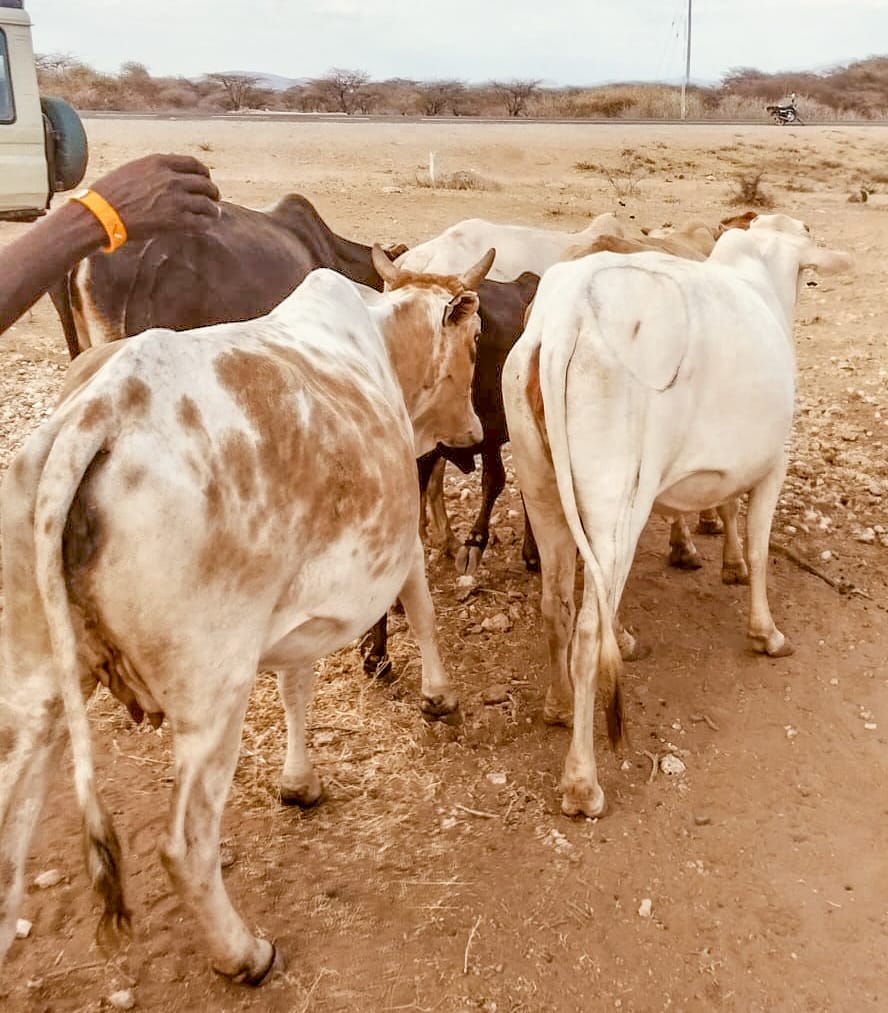 Police recover livestock stolen from Isiolo in Samburu raid