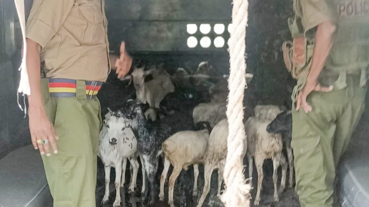 Police launch manhunt after recovering stolen livestock