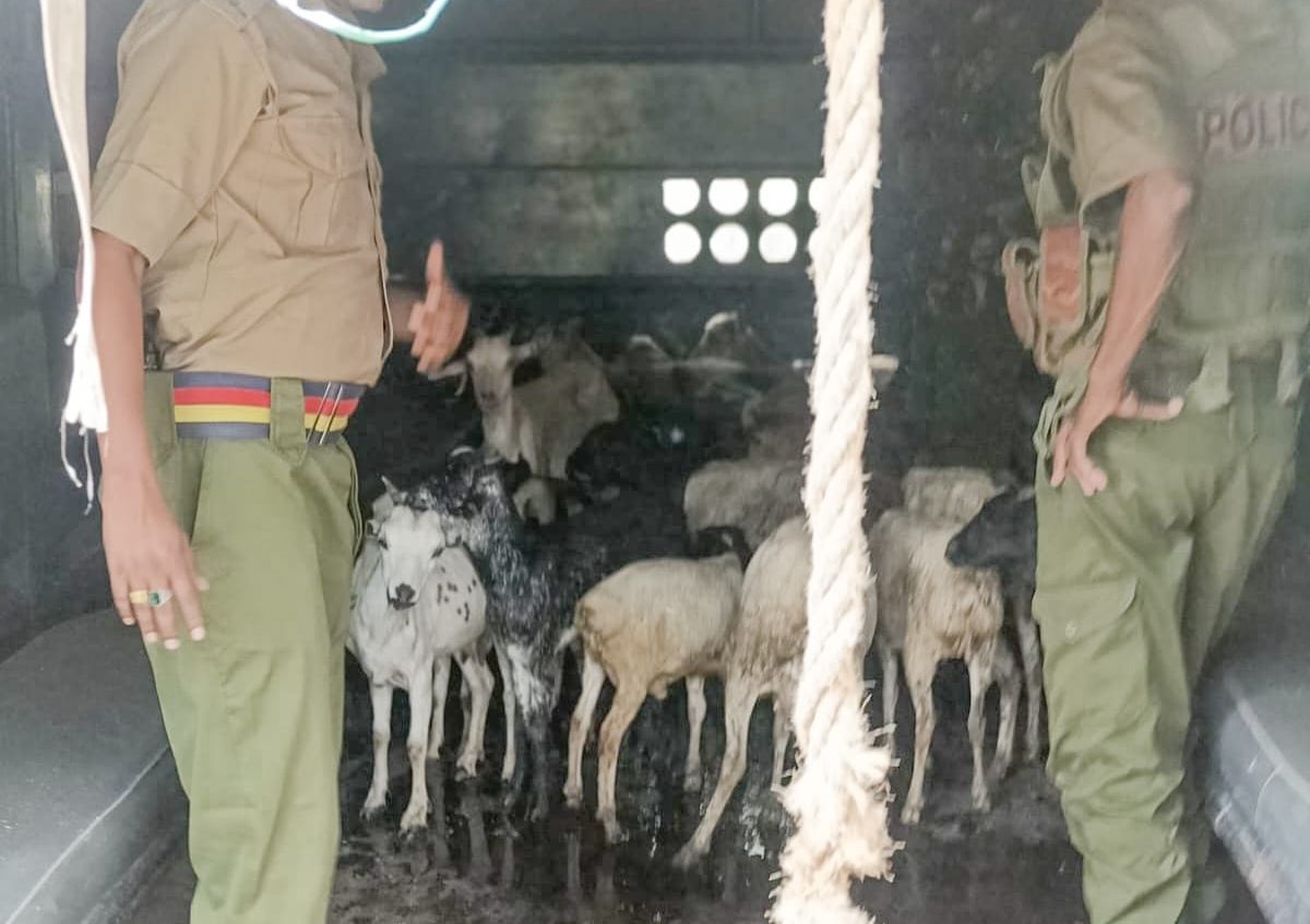Police launch manhunt after recovering stolen livestock