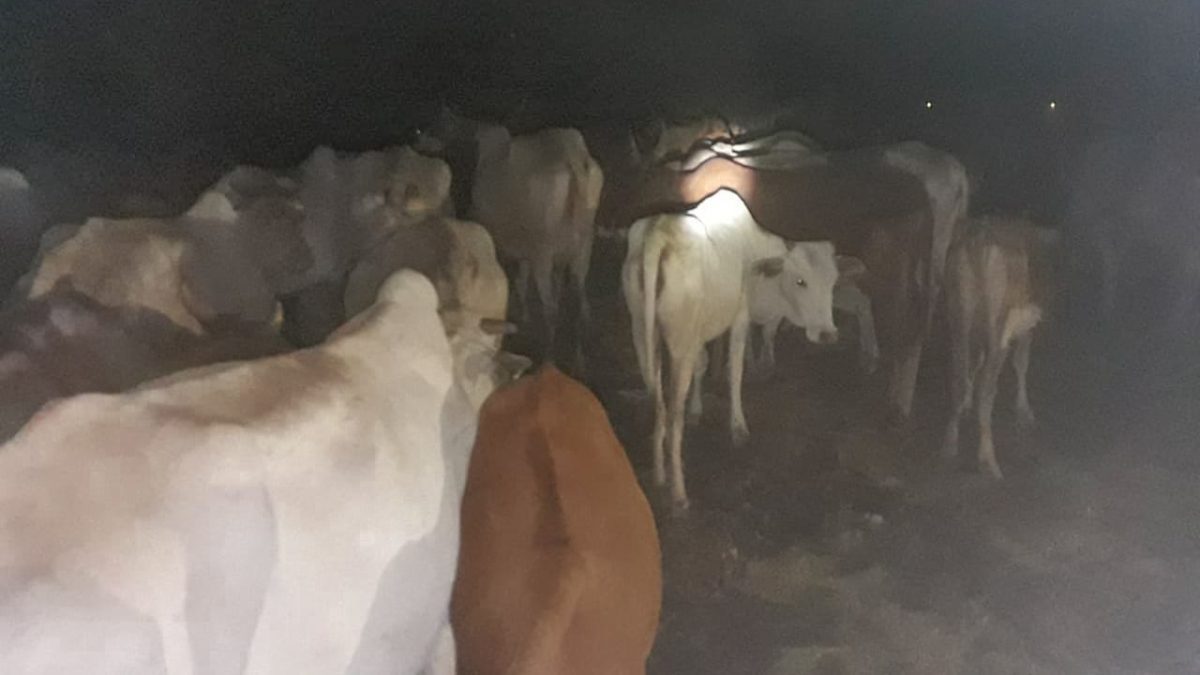Meru: Police recover 77 stolen cattle after fierce gunfight with rustlers
