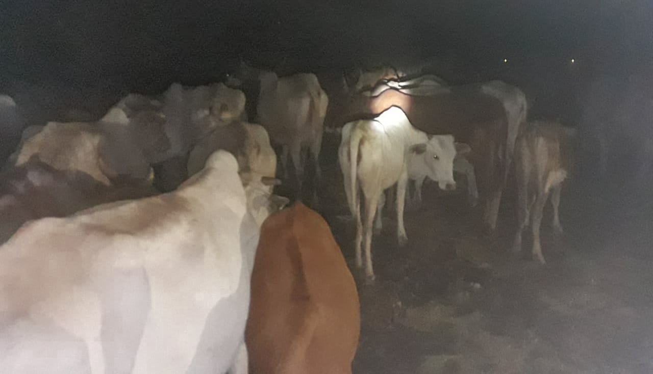 Meru: Police recover 77 stolen cattle after fierce gunfight with rustlers
