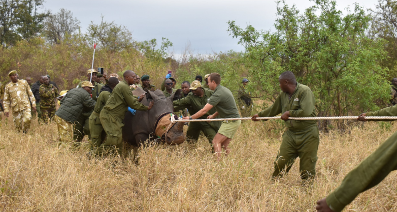 KWS kickstarts high-tech operation targeting endangered black rhinos