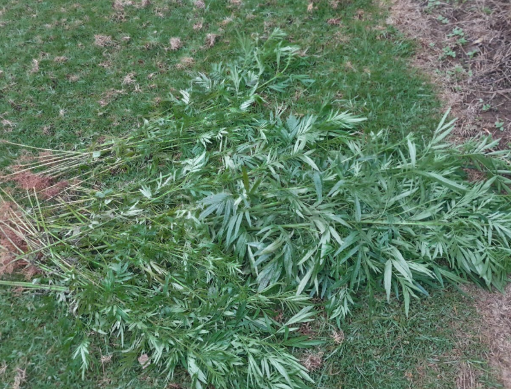 2 on the run after police uproot suspected bhang in Nyeri
