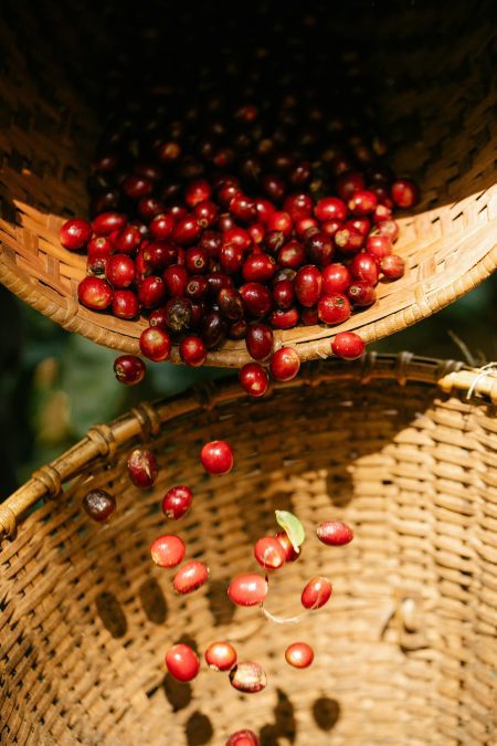 Coffee cherries after picking. Image used for illustration purposes. PHOTO/Pexels