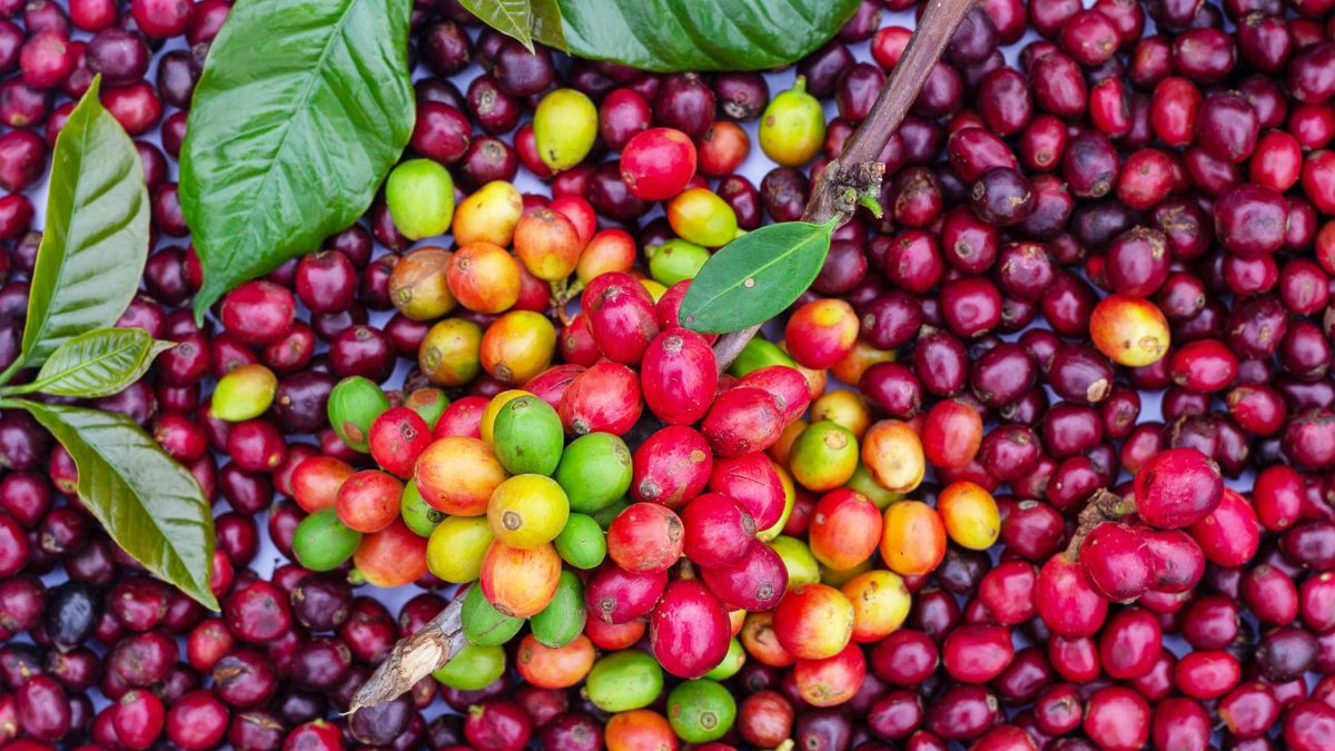 Coffee cherries after picking. Image used for illustration purposes. PHOTO/Pexels