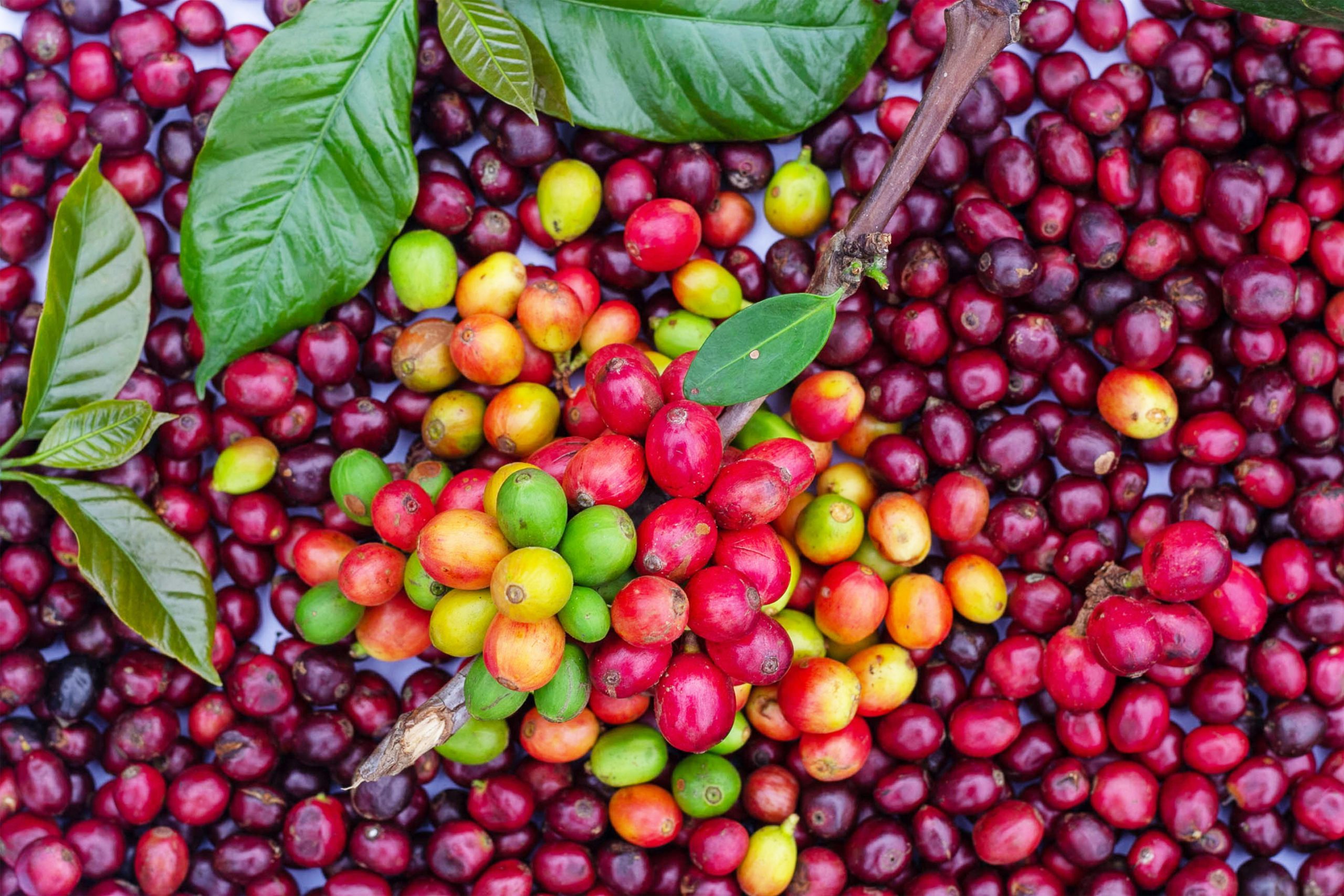 AFA licenses 152 coffee dealers for 2025/26 financial year