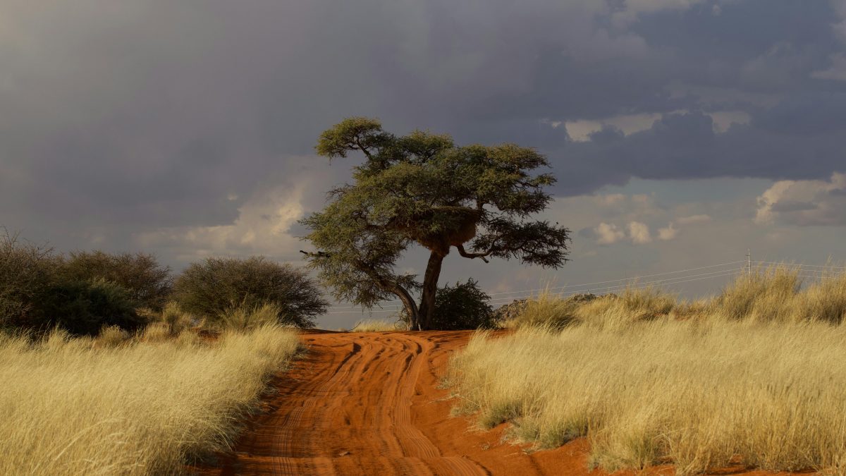 Want to buy land safely in Kenya? Follow these steps