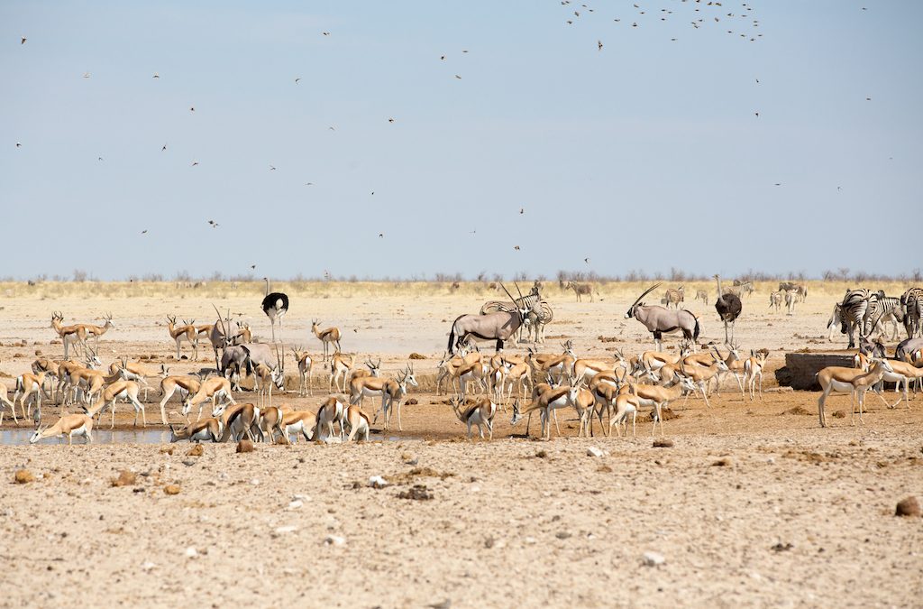 Get to know the Music that makes animals calmer