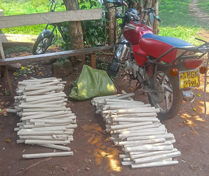 The rolls of bhang (cannabis sativa) that were seized in Homa Bay. PHOTO/@NPSOfficial_KE/X