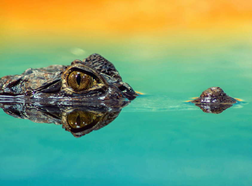 Evidence of ancient tree-climbing crocodiles found
