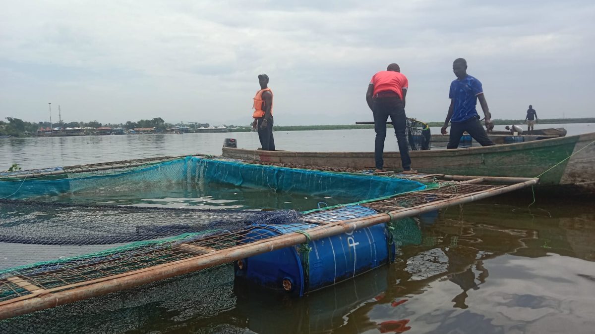 Dunga Beach fish farmers count heavy losses after stock deaths