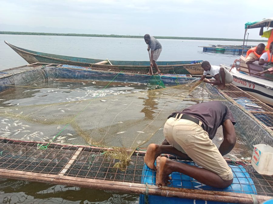 An image captures dead fish floating. PHOTO/Wycliffe Odera/K24 Digital