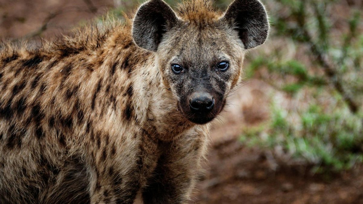 Woman survives brutal hyena attack in Elgeyo Marakwet