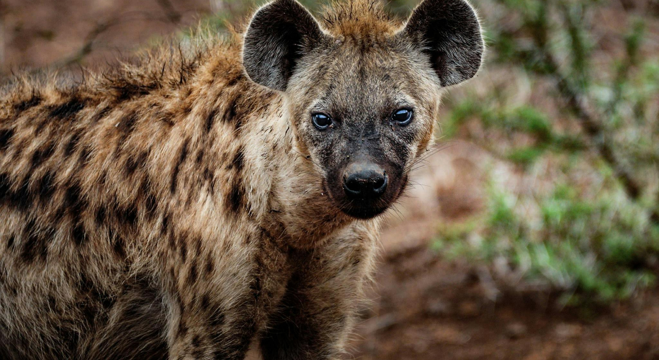 Woman survives brutal hyena attack in Elgeyo Marakwet