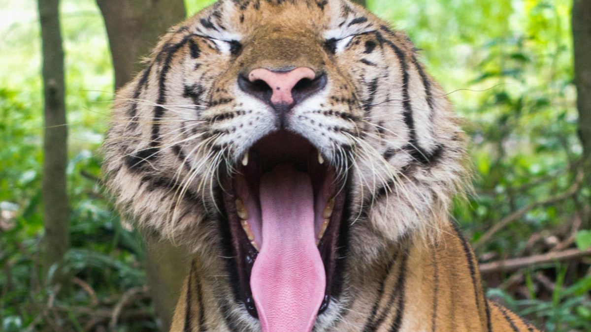 Tiger fatally mauls handler during big cat show