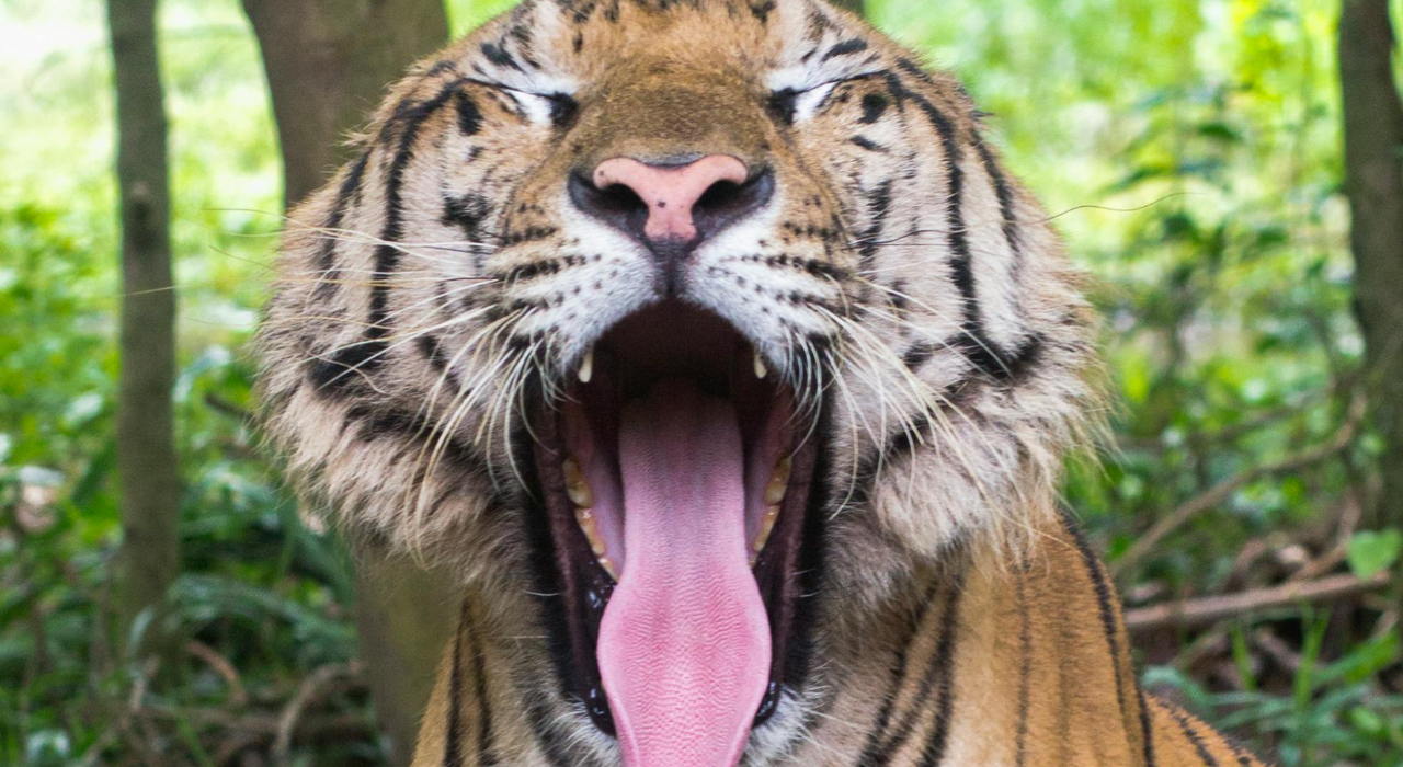 Tiger fatally mauls handler during big cat show
