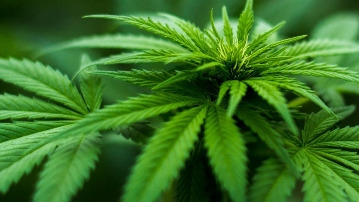 Marijuana-based drug found to reduce back pain in large study