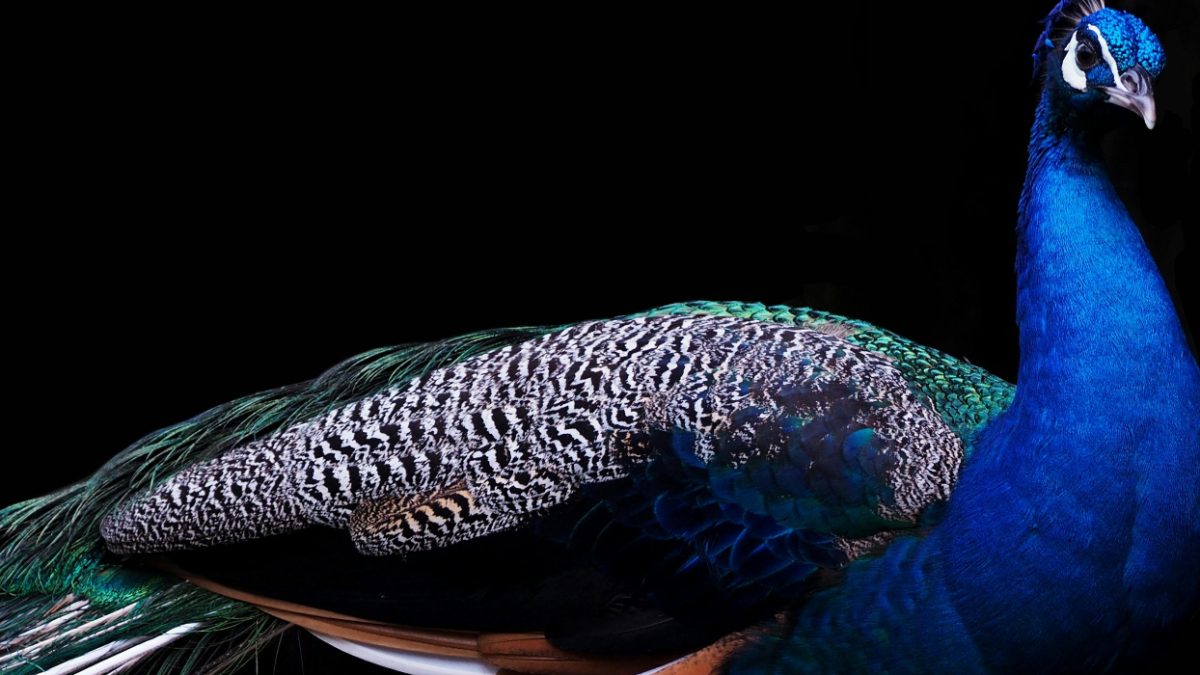 Man charged with animal cruelty after killing and eating his peacocks