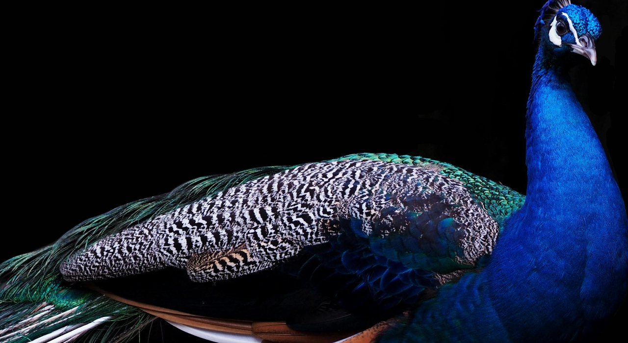 Man charged with animal cruelty after killing and eating his peacocks