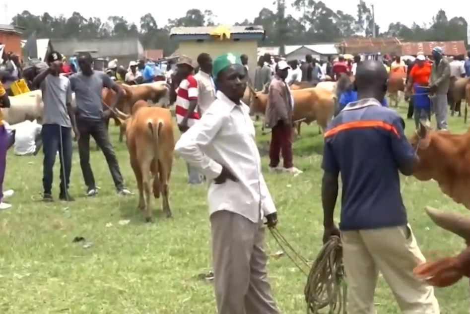 Some of the Homa Bay County cattle traders carrying out their business in the open air. PHOTO/Screengrab by K24 Digital from K24 Videos