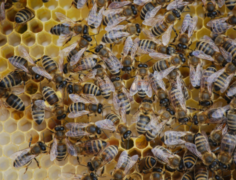 Beekeeper forced to fend off thousands of bees raiding her shop to steal honey