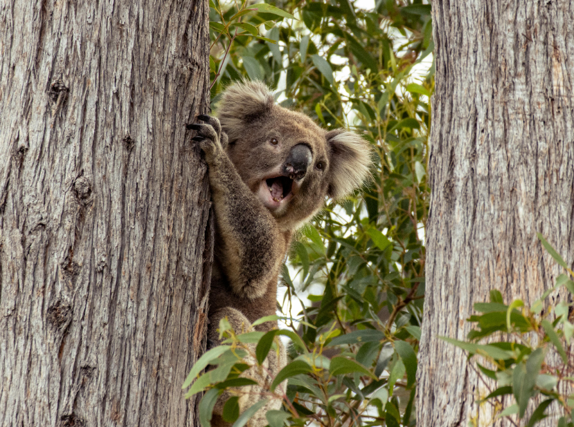 Vaccine to curb dangerous sexually transmitted disease in koalas approved