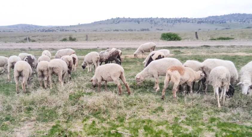 One nabbed, 35 stolen sheep recovered in Laikipia