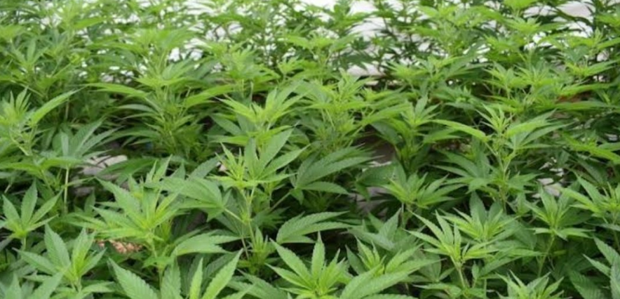A screengrab of a bhang plantation.PHOTO/K24Digital.