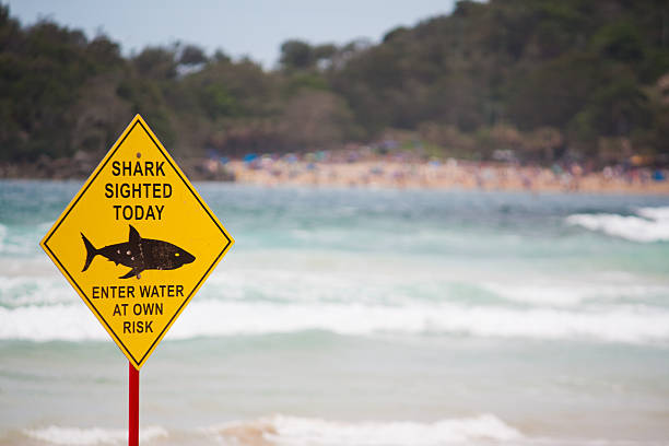 Large shark kills 35-year-old man in tragic beach horror
