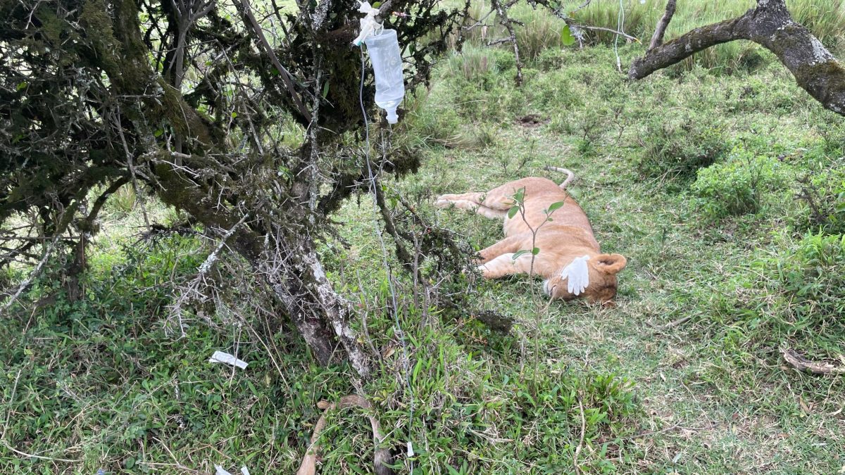 6 lions survive poisoning in Maasai Mara