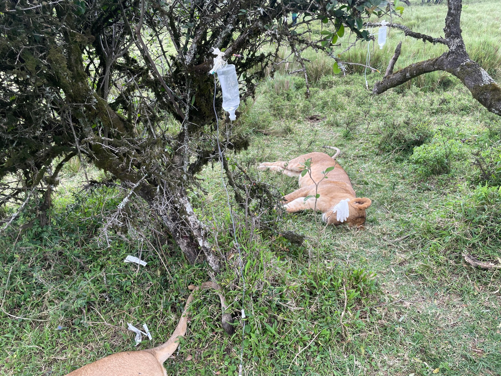 6 lions survive poisoning in Maasai Mara