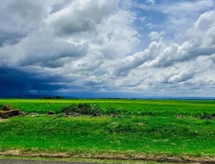 Mwea: Desperate rice farmers resort to trial-and-error methods as snails multiply rapidly