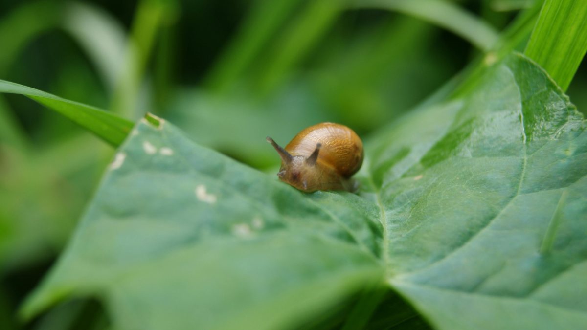 Doorbell prankster that tormented residents in apartments turns out to be a slug