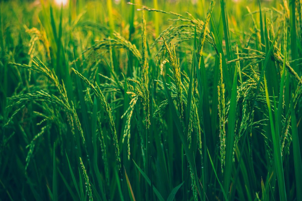 A rice farm. Image used for illustration purposes. PHOTO/Pexels