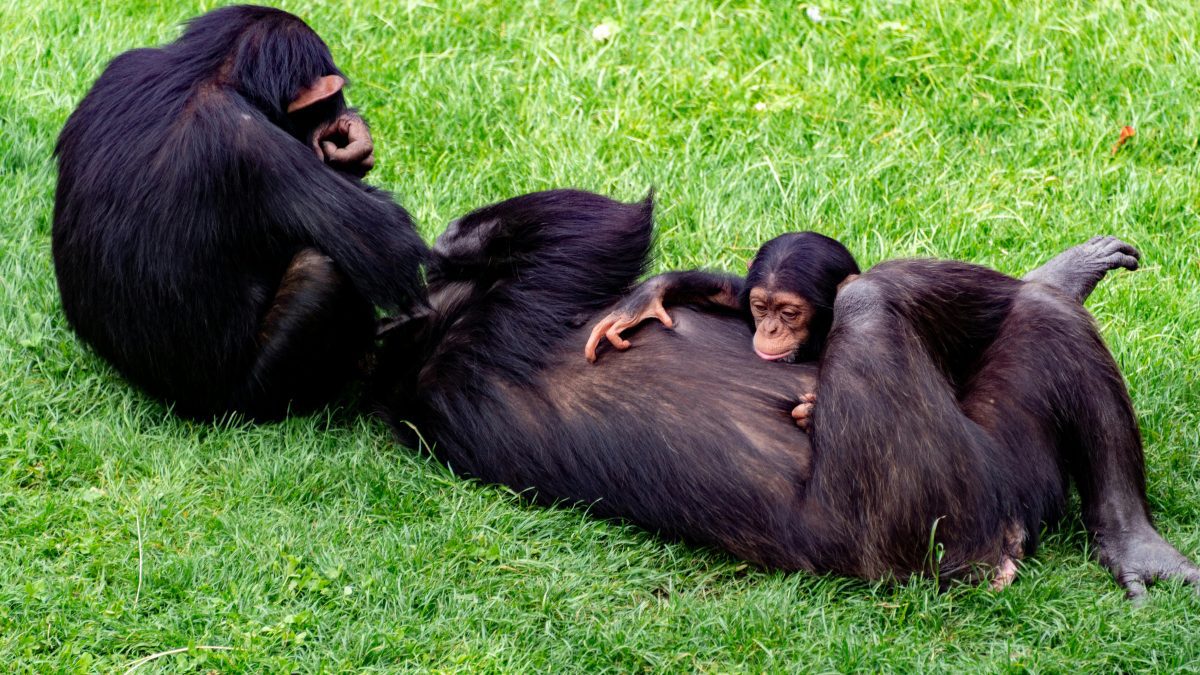 Ugandan Chimpanzees consume two alcoholic drinks daily – study finds