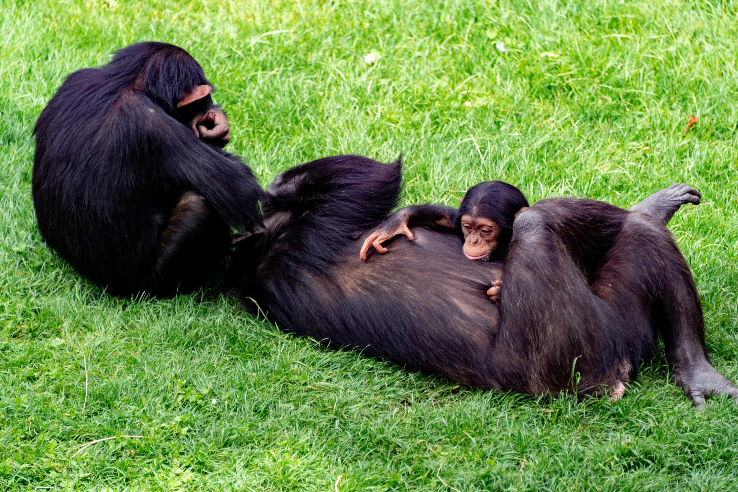 Ugandan Chimpanzees consume two alcoholic drinks daily – study finds