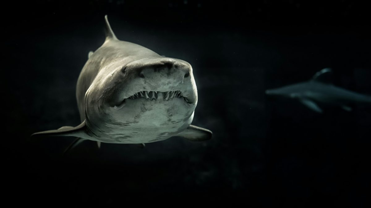 Man in critical condition after deadly shark attack