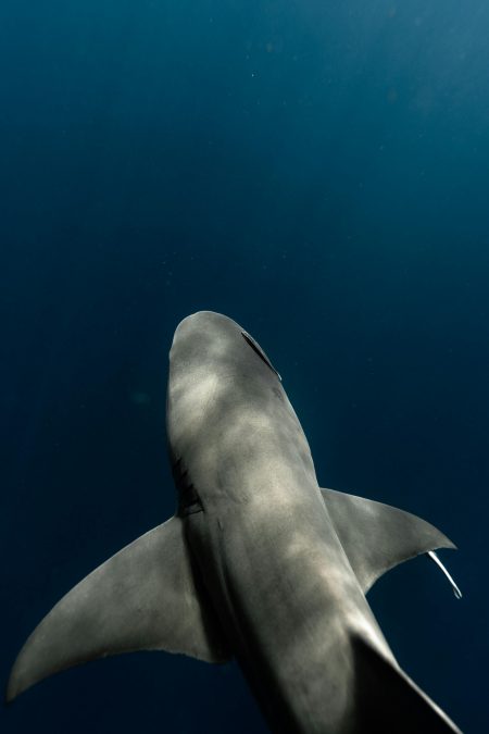 A portrait view of a shark under water. PHOTO/Pexels