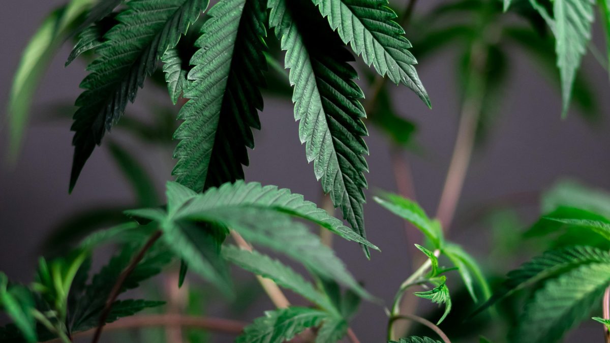 Image representation of Cannabis Sativa. PHOTO/Pexels