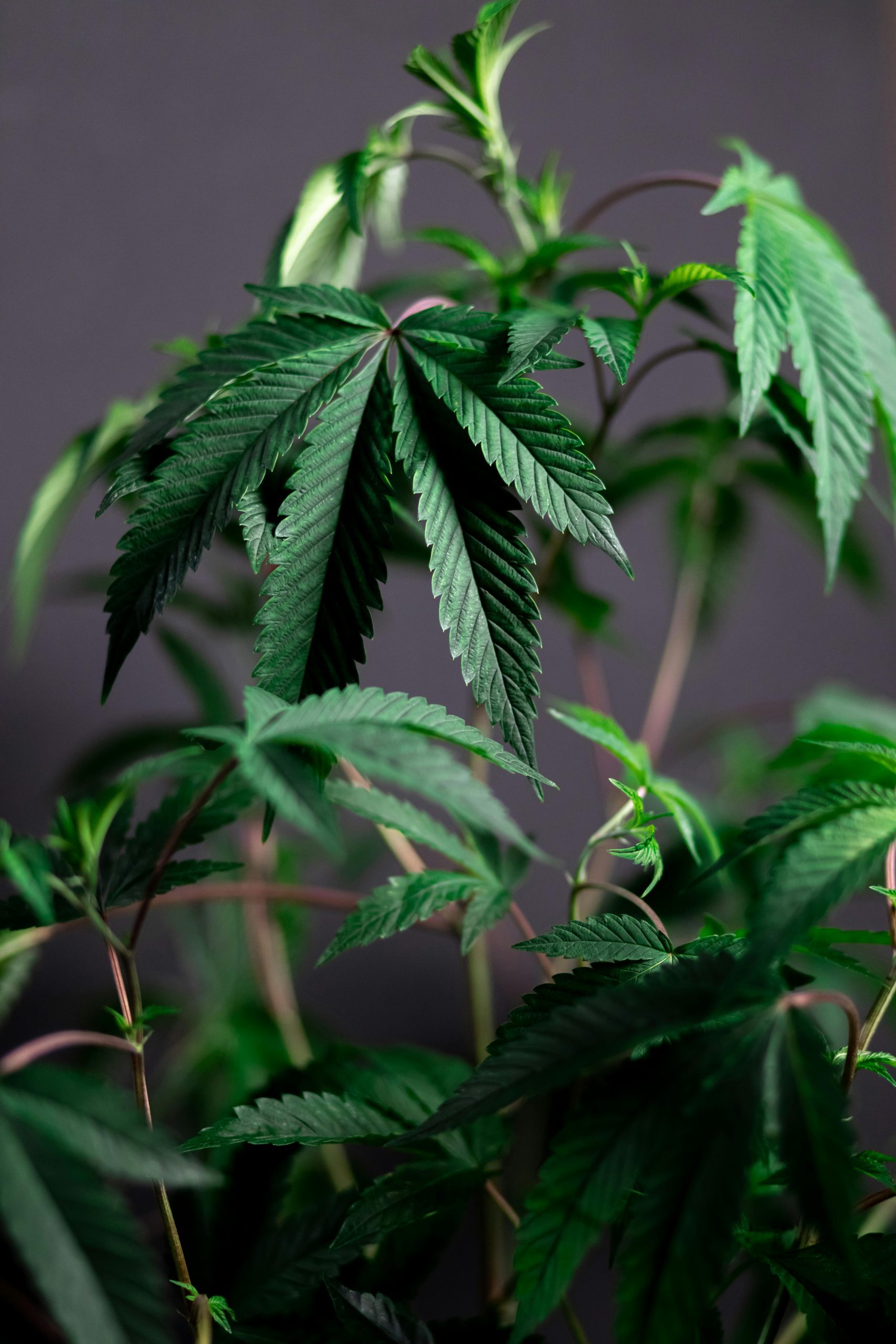 Huge bhang farm told to cut smell or risk closure