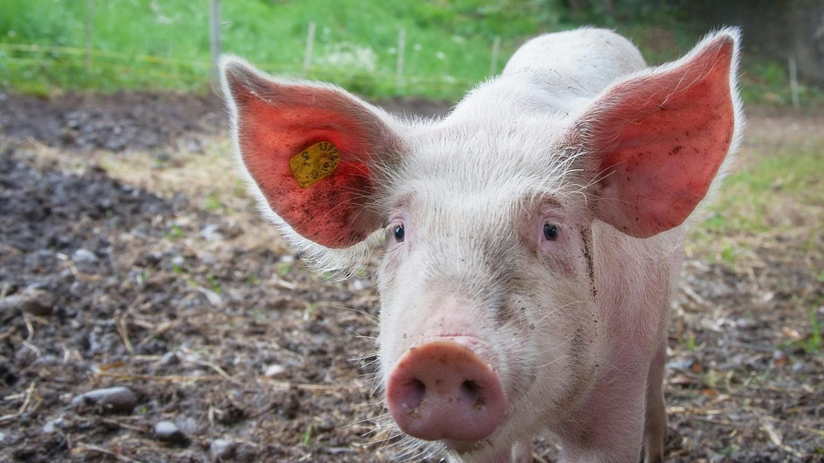Pig heads discovered outside several mosques