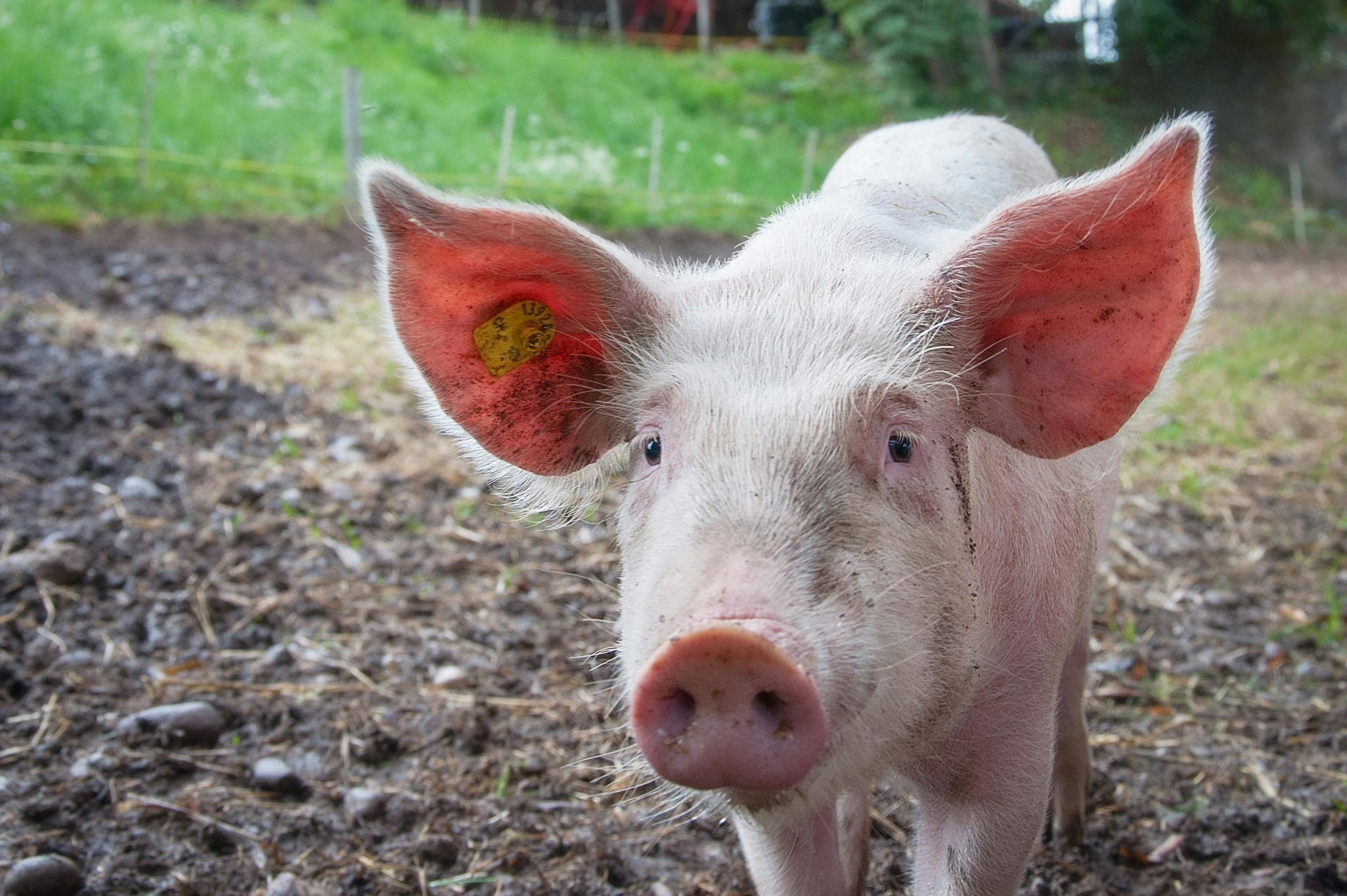 Doctors reveal plans to make pig kidneys work for humans