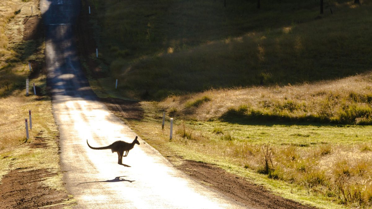 2 women killed after being hit by car while trying to help injured kangaroo on busy road