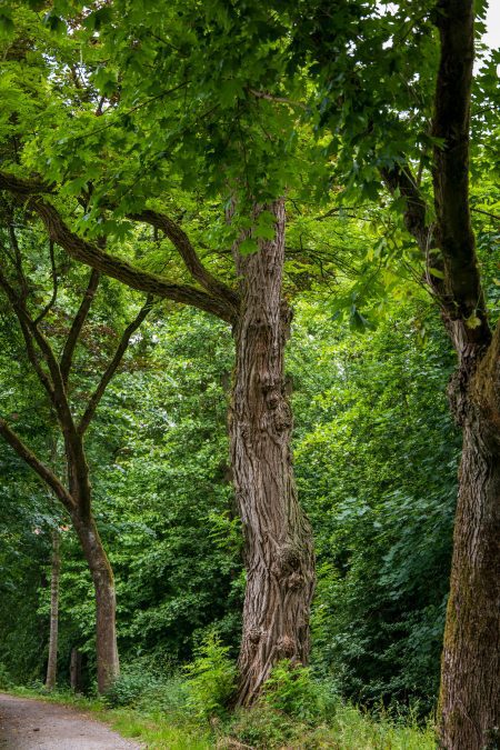 A tree in a forest. Image used to illustrate a Biosphere Reserve. PHOTO/Pexels