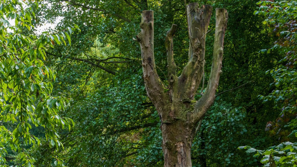 UNESCO names new African biosphere reserves as nature faces climate threats