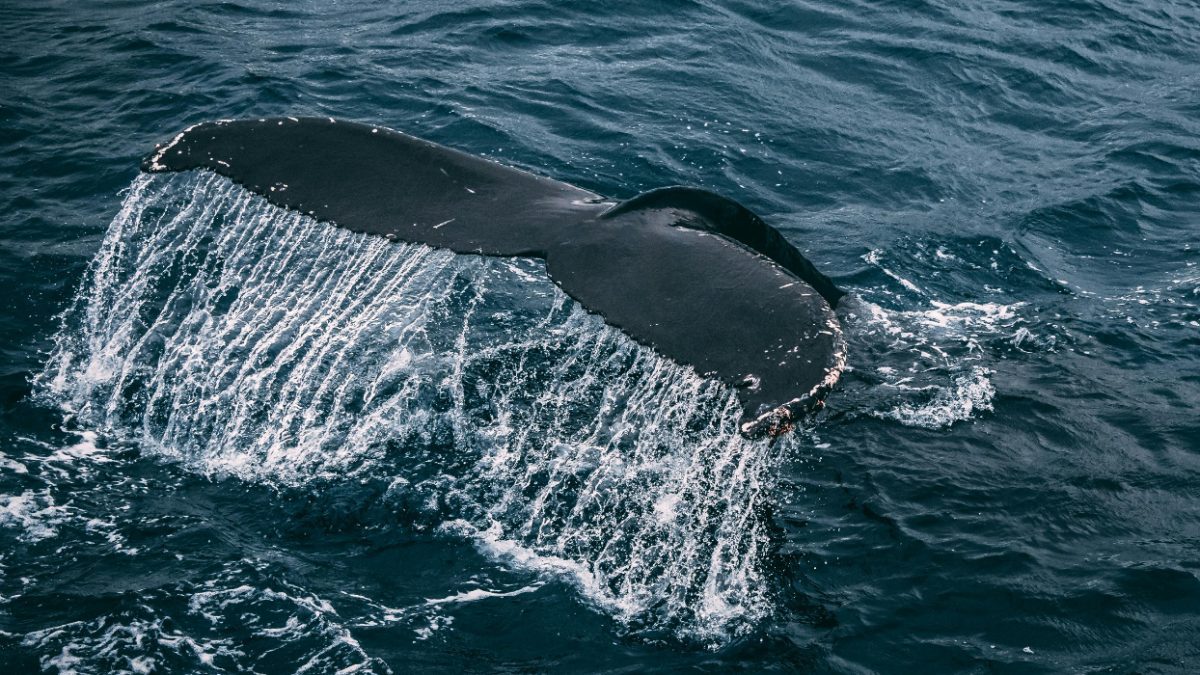 Marine park threatens to execute 30 whales