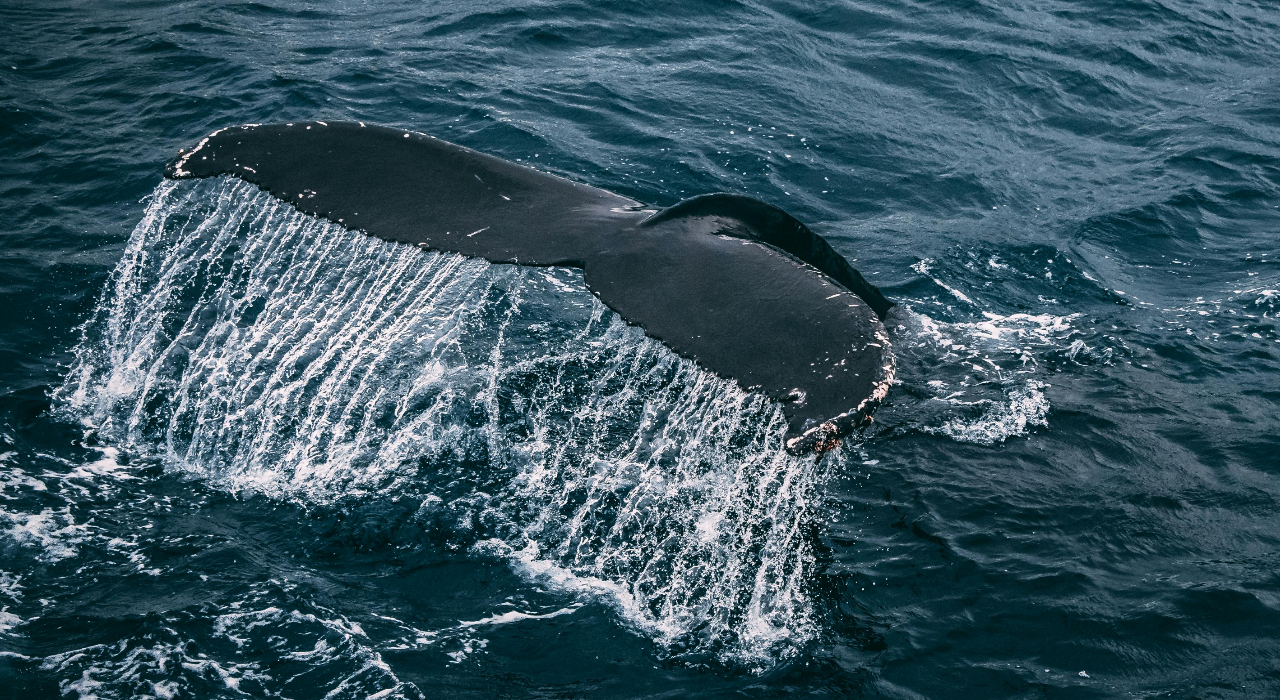 Marine park threatens to execute 30 whales
