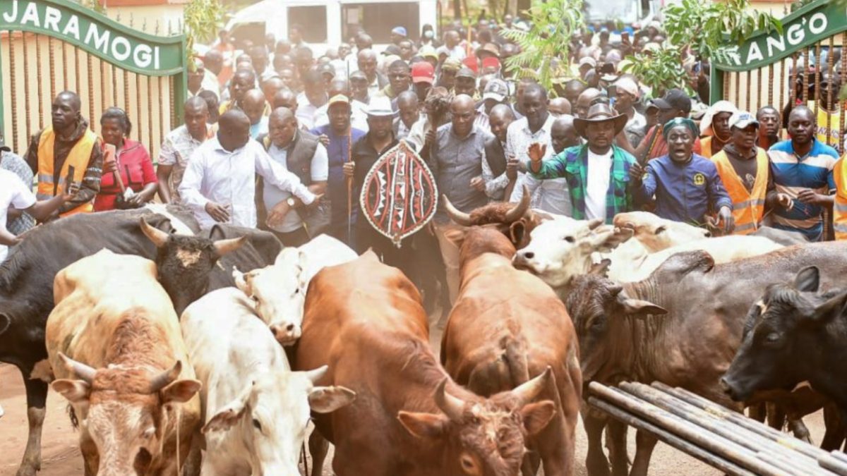 Over 100 bulls gifted to Raila Odinga’s family as communities pay final respects