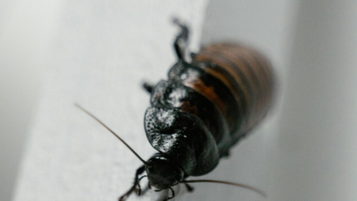 Woman trying to burn cockroach sets apartment ablaze